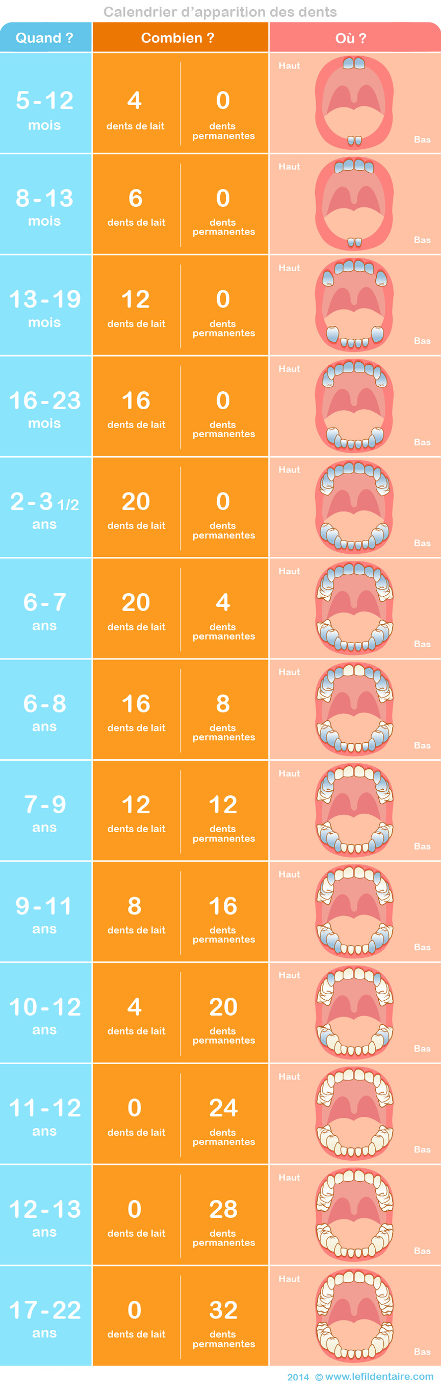 calendrier apparition dents lait et dents définitives