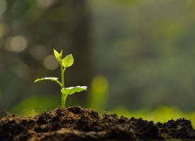 Qu’est-ce que la régénération tissulaire guidée (RTG) ?