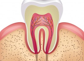 Pourquoi conserver la vitalité pulpaire ?
