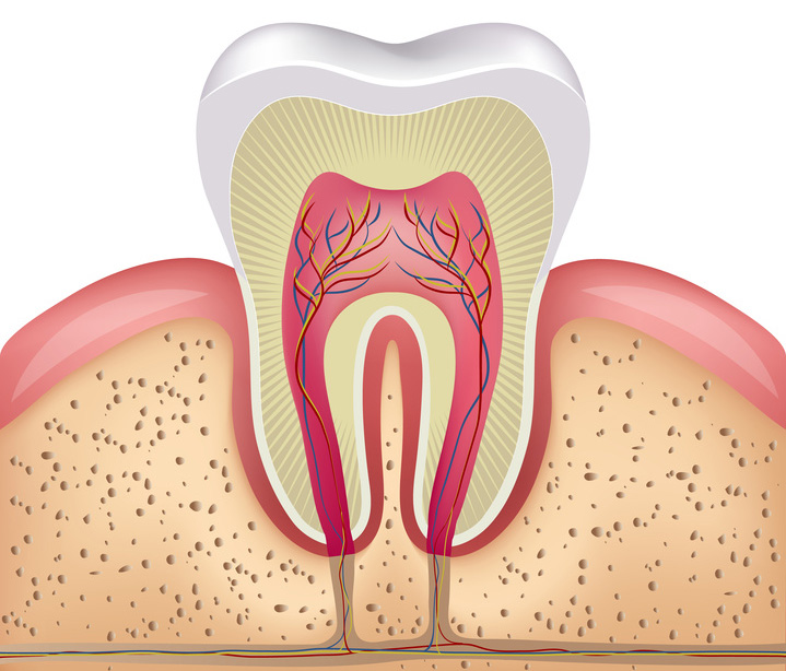 Pourquoi conserver la vitalité pulpaire ? Dentagora Pourquoi conserver la vitalité pulpaire ? Dentagora