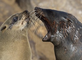 Comment peut-on traiter la mauvaise haleine ?