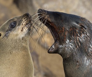 Comment peut-on traiter la mauvaise haleine ?